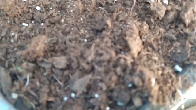 Отличные сходы ОГРОМНОГО ПЕРЦА. ВАЖНО ДЕРЖАТЬ ТЕМПЕРАТУРУ И ВОВРЕМЯ ОТКРЫТЬ ПЛЕНКУ смотреть онлайн