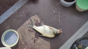 о.Боровское август 2024 9 утра подлещик VID_20240802_090245 -