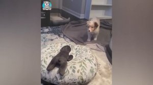 Приколы с котами и собаками  Смешные животные видео 2024