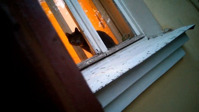 Аномальное поведение котов