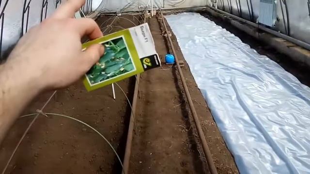 огурец F1 БЬЁРН смотреть онлайн