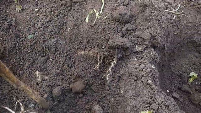 Сажаем  малину Соколицу