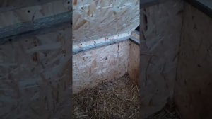 Теплая будка для собаки. Подогрев будки. Вентиляция.