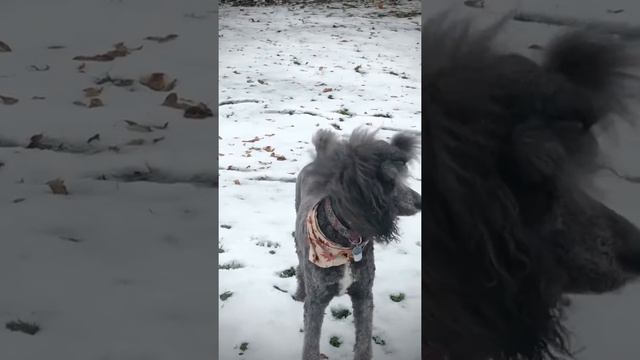 Briar brindle poodle