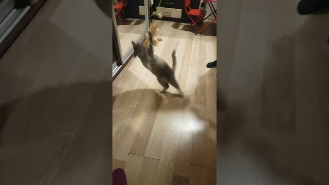 Кошачий паркур /прыжки котов/игра котов с огромной мышью мышью??? смотреть онлайн