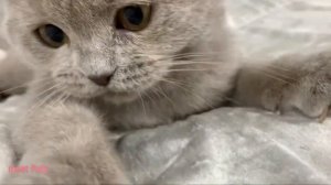 Играем вместе с котенком Поли