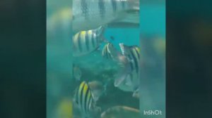 Рыбы атакуют -Красное море 14.10 2021