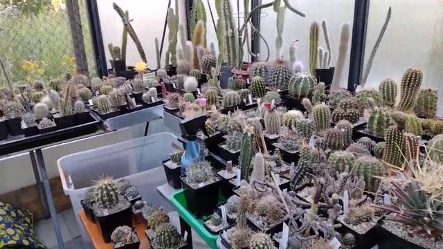 Кактусы.Царица ночи процвела без меня....Эхинопсисы,пересадка кактусов.