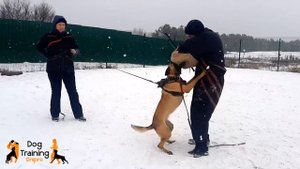 Малинуа защитный тренинг IGP | Malinois IGP protection