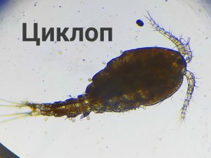 Рачок циклоп