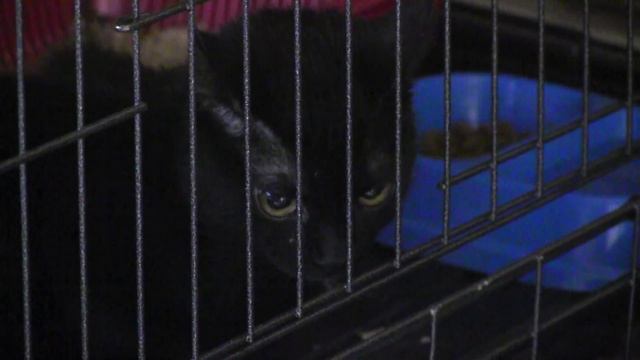 Проблема бездомных животных в Евпатории смотреть онлайн