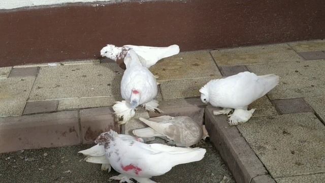 Как определить голубь или голубка? смотреть онлайн