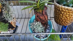 Новая посадка на блоки:renanthera citrina, holcoglossum wangii, holcoglossum flavescens. Сфагнум.