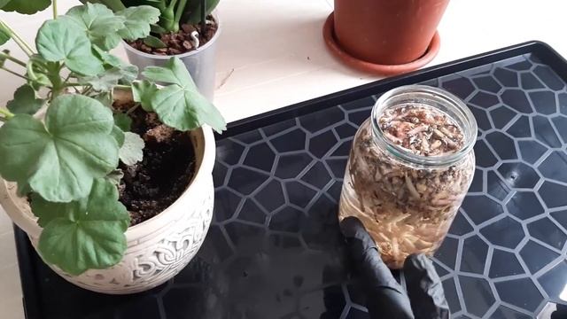 2 Бабушкиных метода укоренить любой черенок Народные рецепты по укоренению роз винограда кустарнико