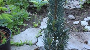 СОСНА ФАСТИГИАТА