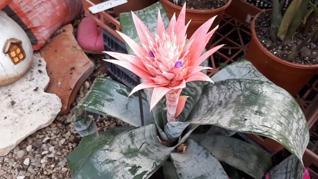 Aechmea fasciata– grow & care (Silver vase plant) смотреть онлайн