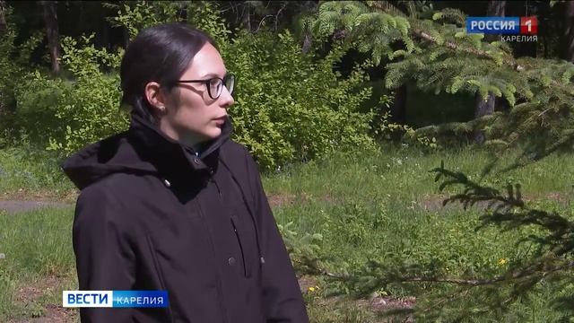 Ель Фенноскандии участвует в конкурсе «Российское дерево года 2023»