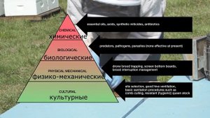 Комплексная борьба с клещом варроа!  Вступление часть 1