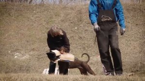 Все о породе доберман