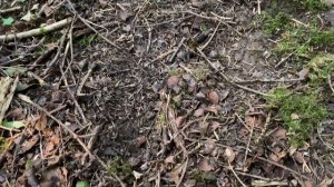 Agaricus augustus (Шампиньон августовский), August 11, 2021