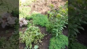 Гвоздика Турецкая бородатая.