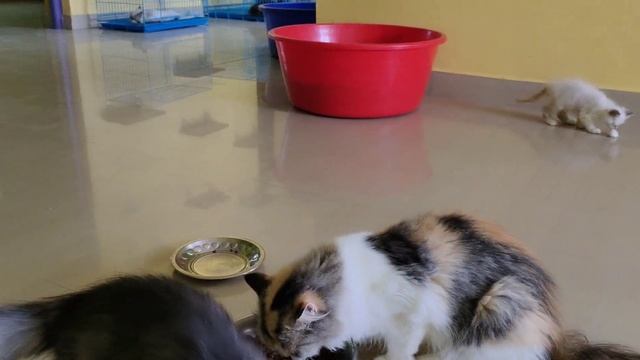 Persian cat (long hair cat)? dry food feeding method N&D, ME-O, ARDEN GRANGE.. #catmanprasanna смотреть онлайн