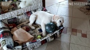 Билли - #щенок золотистого #ретривера, 4 месяца.