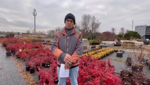 Обрезка декоративного кустарника
