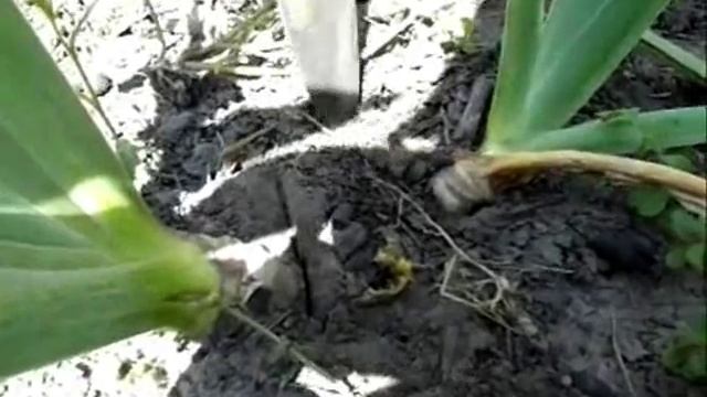 Болезни ирисов. Бактериальная гниль- наши действия смотреть онлайн