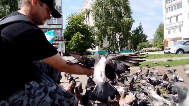 Кормлю голубей с рук смотреть онлайн