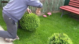 Стрижка самшита/boxwood ball