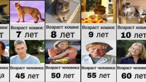 Возраст Кошки По Человеческим Меркам