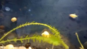 Улитки аквариумные купить.mp4