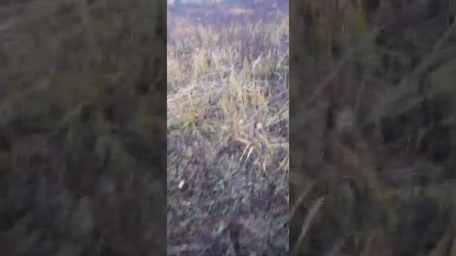 Тихая охота на маслята, подберезовики,сыроежки и конечно рыжики. И как распознать нет ли ложных! смотреть онлайн