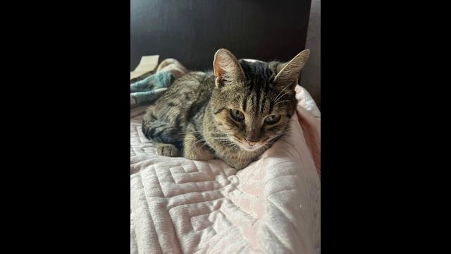 Котик Филя: волонтер думает, что он может повторить судьбу Фила