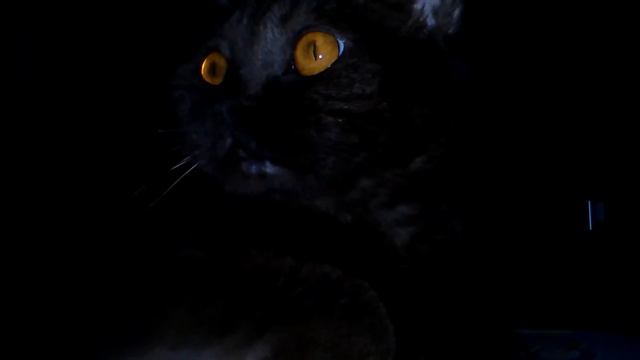 Эй толстый! #2 смотреть онлайн