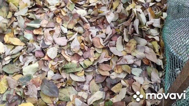 Теплица для Индоуток/Содержание Индоуток в теплице/ Осенние Индоутята уже выросли