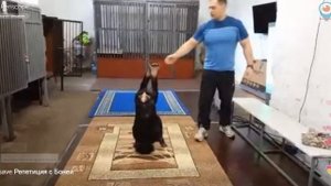 Дан Запашный, репетиция с шимпанзе Боней!