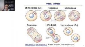 Строение и деление клеток (Петрищева Г.С.)