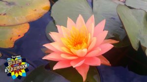 Нимфея Siam Sunset (Закат Сиама) кувшинка, waterlily, водные растения, пруд