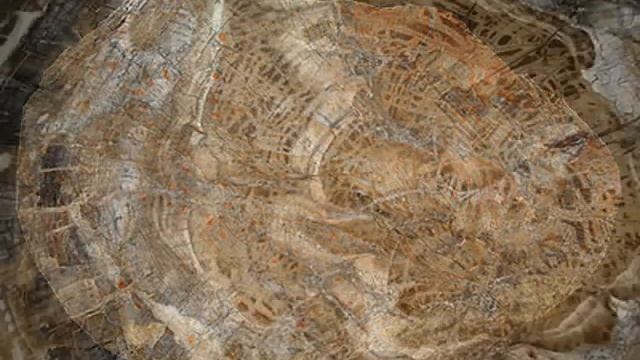 Каменное дерево смотреть онлайн