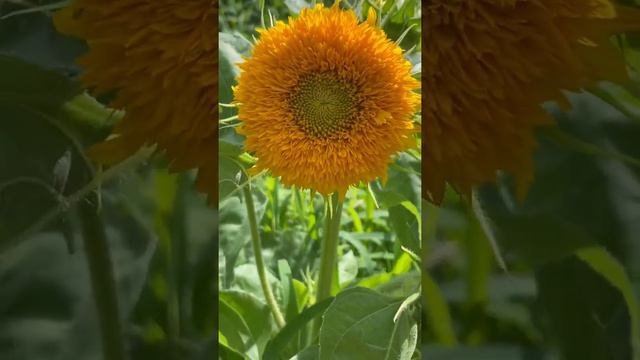 Gorgeous teddy bear sunflower!