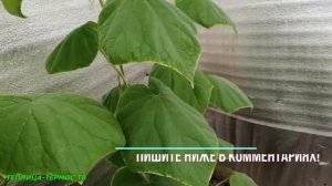 Нехватка калия на огурцах