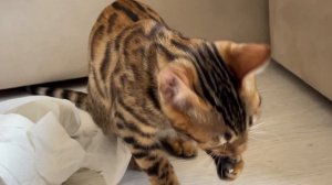 Бенгальская кошка играется с бумагой? Смотри видео