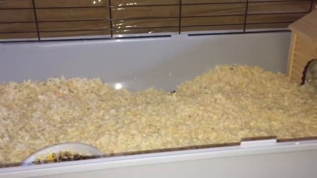 Покупка клетки для морских свинок смотреть онлайн