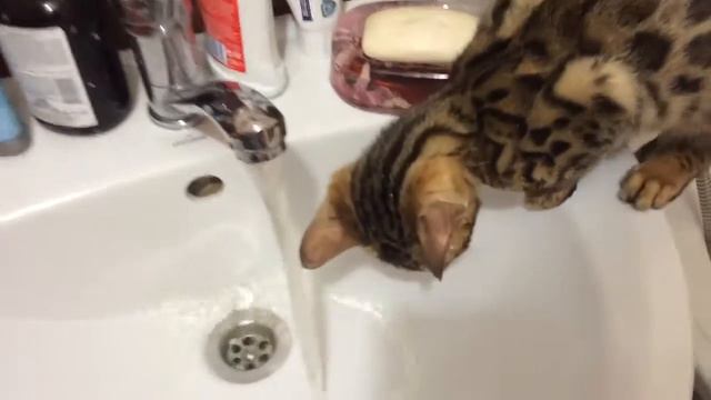 бенгальские кошки любят воду