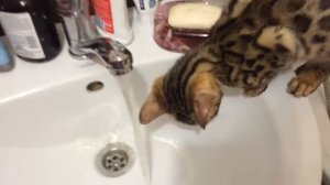 бенгальские кошки любят воду