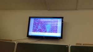 Гистология. Семенник (Мужская половая)