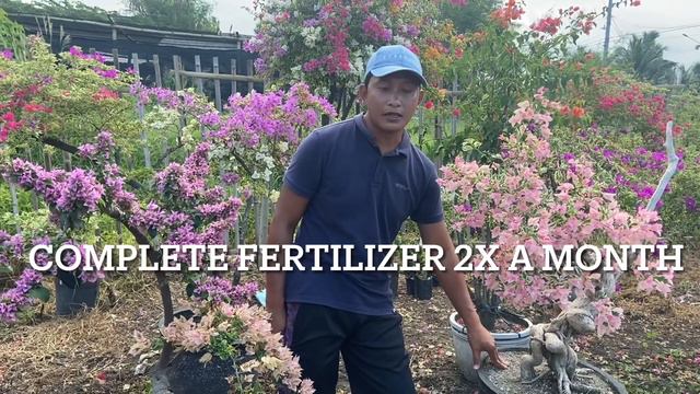 how to create a beautiful bougainvillea bonsai смотреть онлайн