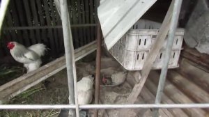 Дезинфекция курятника от паразитов.